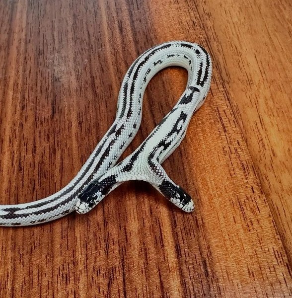 двухголовая змея