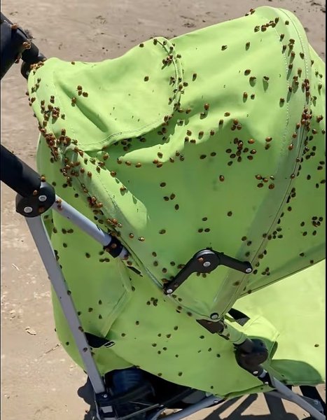 божьи коровки коляска нашествие божьих коровок