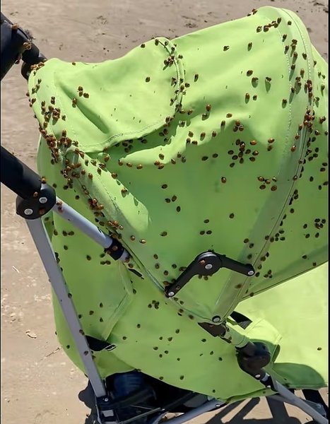 нашествие божьих коровок