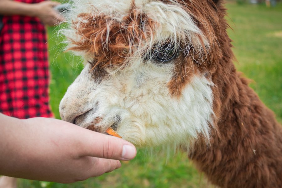 Фельдман Екопарк, екопарк харків, екопарк фельдмана, зоопарк фельдмана, фельдман, альпака