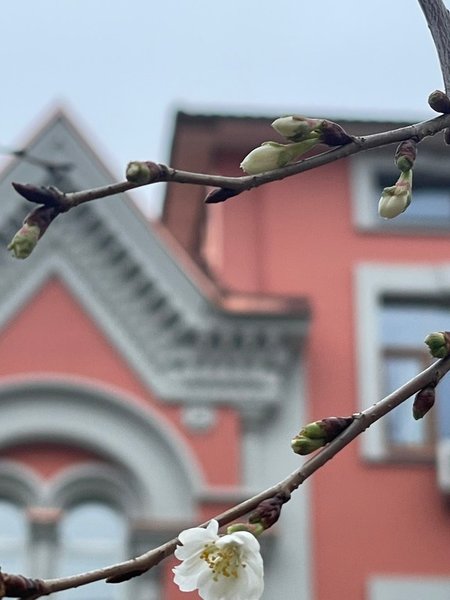 сакура, сакуры Киев, в Киеве зацвели сакуры