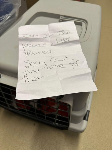 Котів покинули із запискою