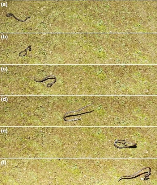 змея колесо