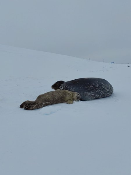 тюлень, тюлені, маленький тюлень, новонароджений тюлень, SeaBaby Світозарович
