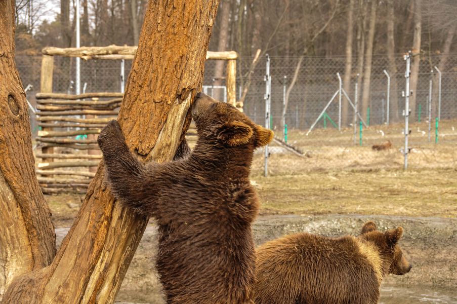 медведи, медвежий приют, защита медведей, спасение медведей, приют домажир, домажир медведи, домажир