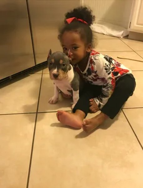 Нашли собаку спустя 3 года, семья, домашнее животное, питбуль, за 500 км от дома, микрочип собаки, искали 3 года собаку