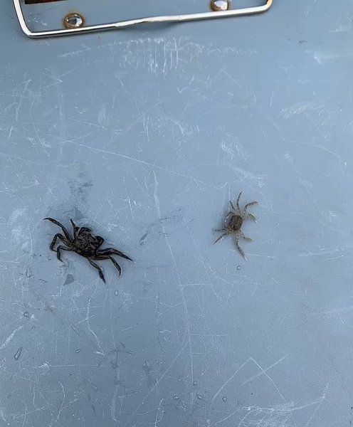 мохнаторукий краб дитинчата