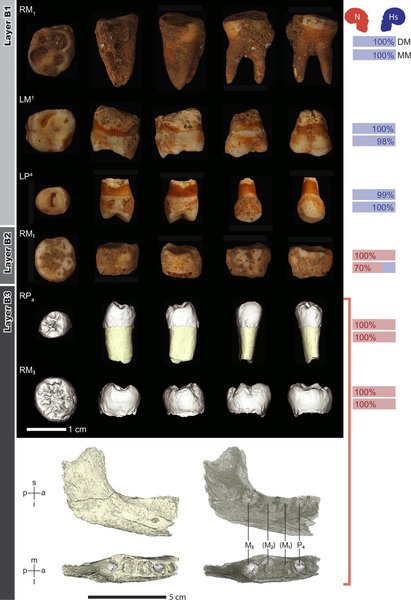Неандертальцы и Homo sapiens были родственны