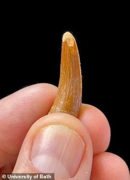 зуб зуб, пальцы, фото