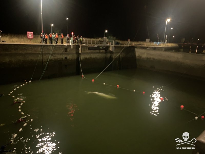 кита белуха, кита белуха франция, Операция по спасению кита белухи во Франции.