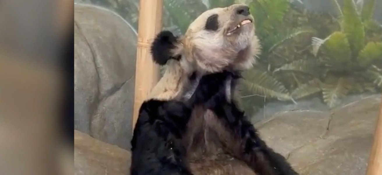 панда я я, лэ лэ, панды, сша, мемфис, зоопарк