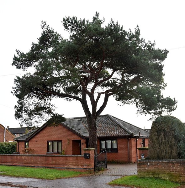 Сосна может быть причиной аллергии у госпожи Андерсон