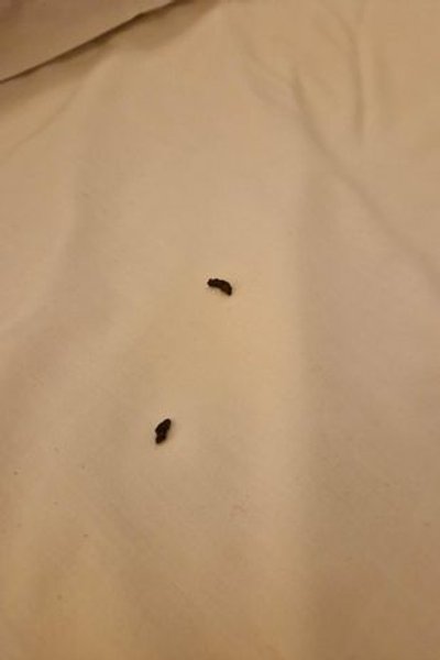 Следы пребывания крысы