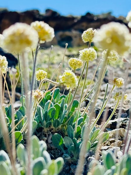 гречка квітка