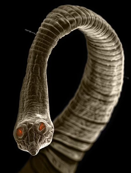 стрічковий черв'як макро