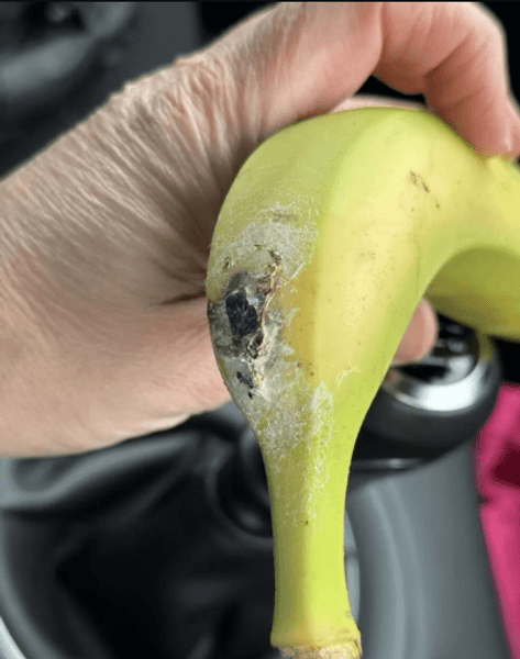 Колония пауков