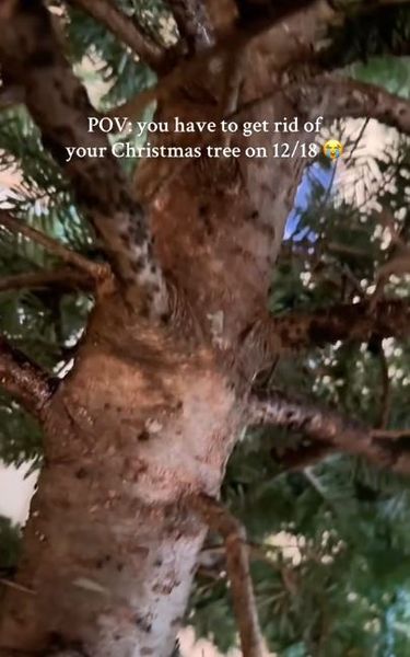 Семья нашла на стволе новогодней елки жуков, личинки, вредители, дерево, курьезы, интересные истории