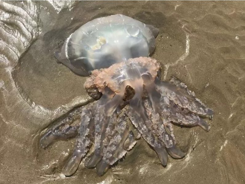 Бочкоподібна медуза, викинута на берег