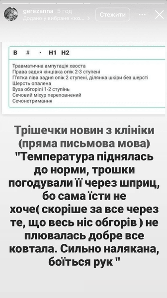 Ветеринары рассказали о состоянии кошки из-под завалов в Киеве