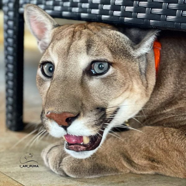 Пума на прізвисько Мессі з Саранська