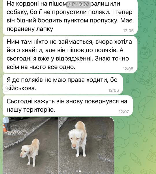 Собака лабрадор