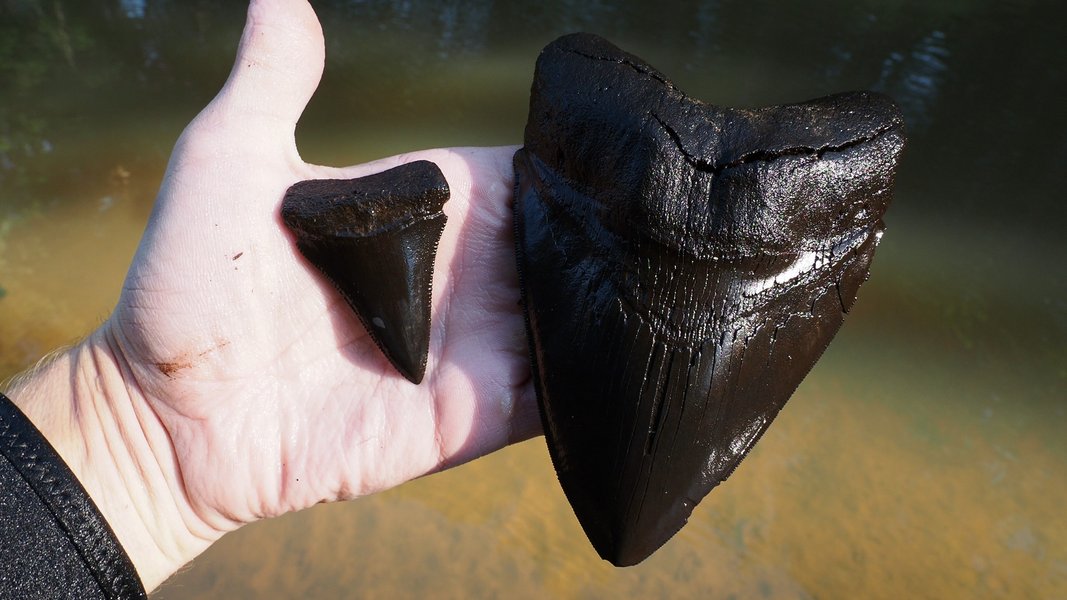 Гігантські зуби мегалодона виявлені на території штату Північна Кароліна.