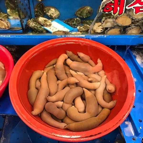 рыба-пенис, фото