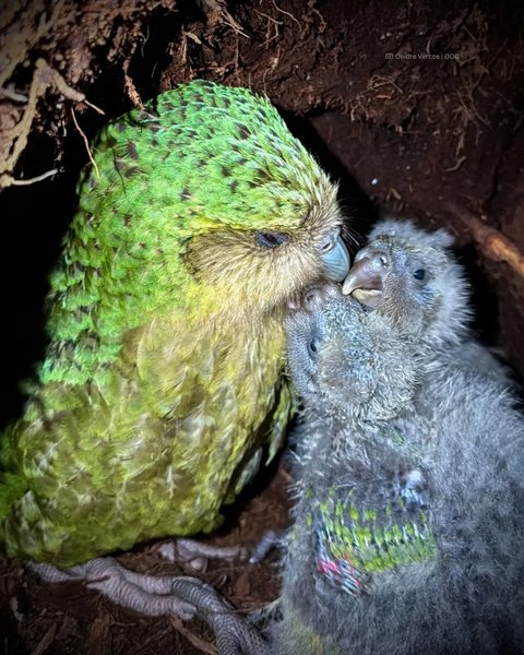 какапо папуга