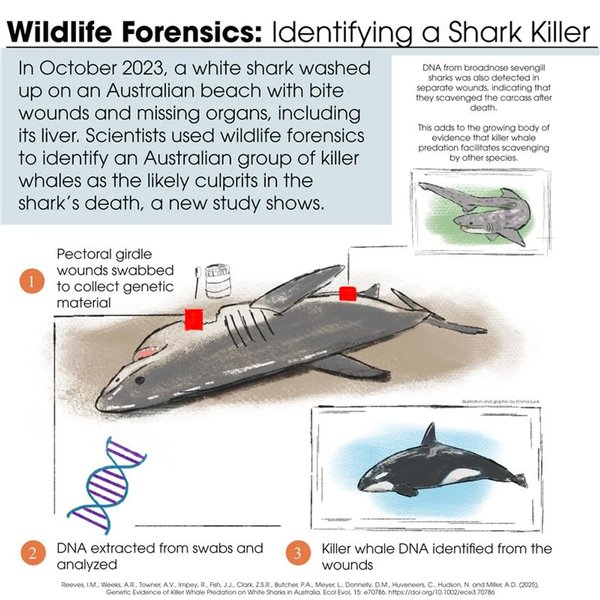 акула, вбивство акули, акула днк