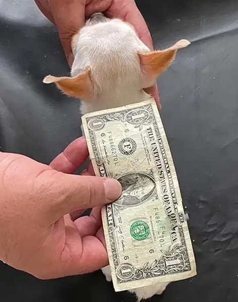 чихуахуа перл