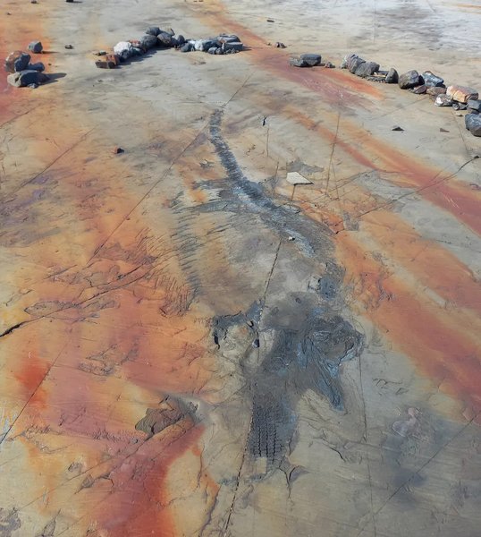 іхтіозавр, іхтіозавр фіона, фіона іхтіозавр