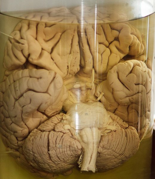 на сколько процентов работает человеческий мозг