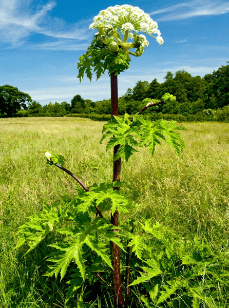 Рослина, отруйна рослина, небезпечна рослина, борщівник, амброзія,