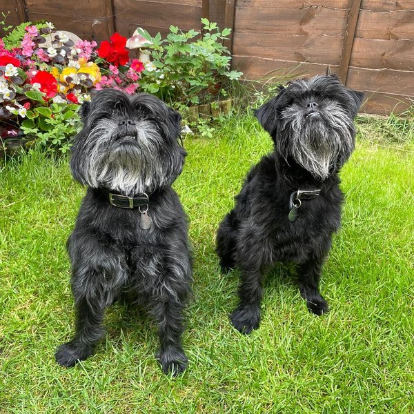 аффенпінчер