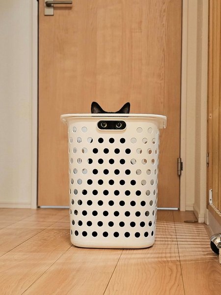 Кот в корзине