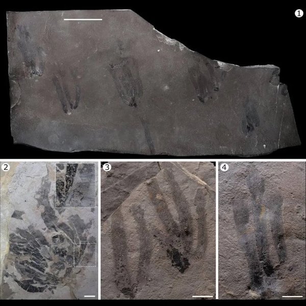 предок медузы окаменелость