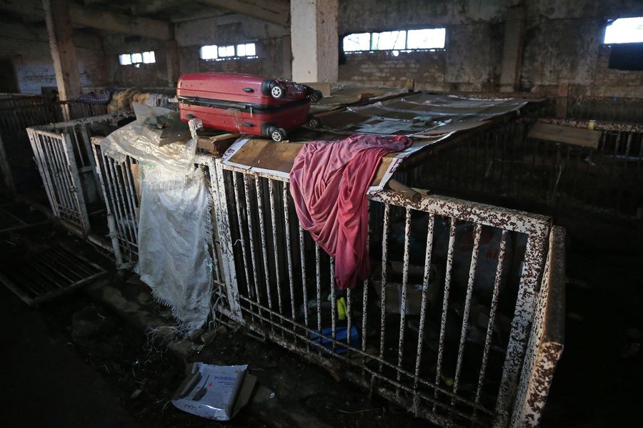 Свиноферма в Любимовке