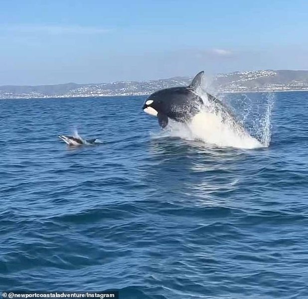 Косатки и дельфины