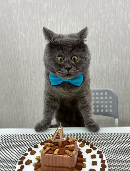 Кот с курьезной мордочкой стал звездой соцсетей, кот Федя, курьезы, животные, домашние любимцы