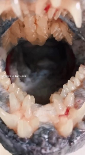 Зубатка — челюсти