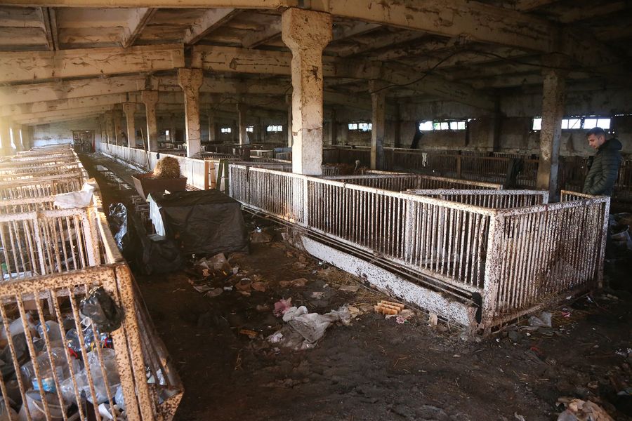 Свиноферма в Любимовке