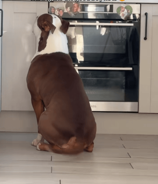 Цуценя, собака, пес, TikTok, пес і торт, собака стримала себе, дисципліна собаки, viral dog TikTok, цуценя не з'їло торт, хороший хлопчик, день народження, торт для собак