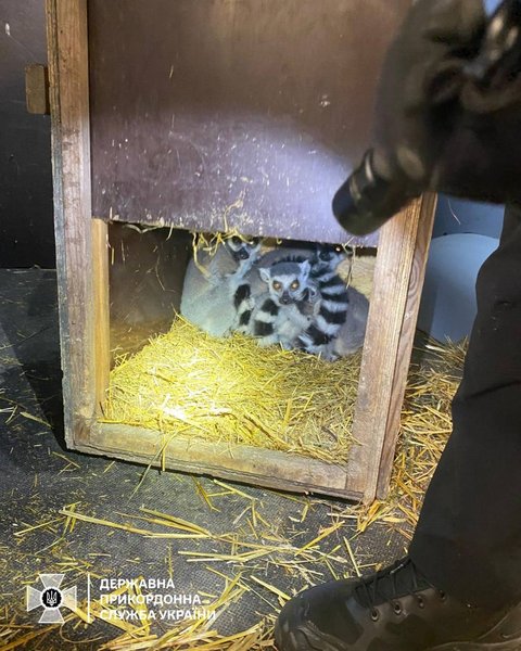 лемуры, незаконный вывоз, мадагаскарские лемуры, граница, пограничники, поляк, Государственная пограничная служба