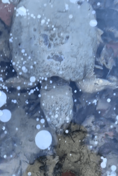 Черепаха подо льдом, черепахи, впавшие в спячку, черепахи в замерзшем озере, брумация, вирусное видео, спячка у черепах