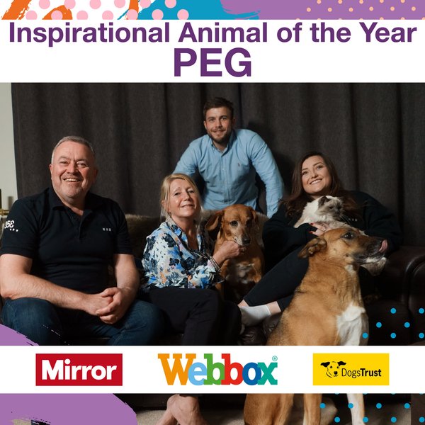 пес Пег, собака Пег, афганістан