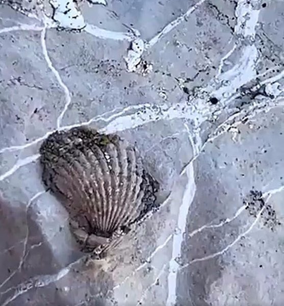 скам'янілості гори