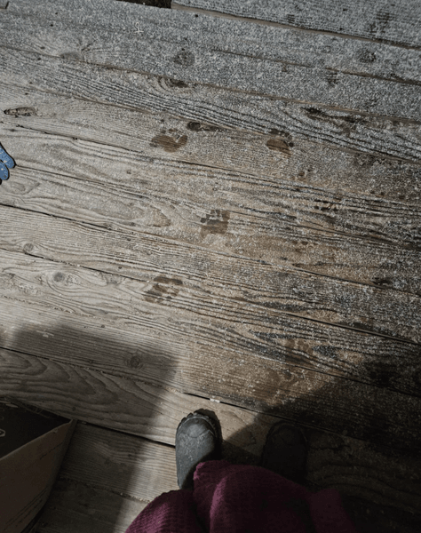 Следы босых ног на деревянных досках крыльца, снятые женщиной из Орегона утром после инцидента