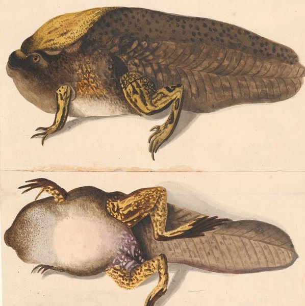 парадоксальна жаба пуголовок