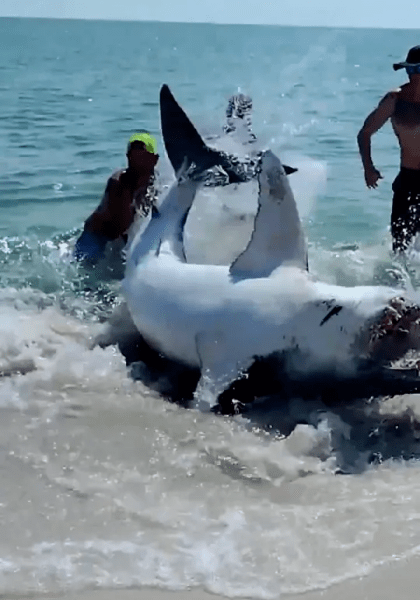 Акулу викинуло на берег Акулу викинуло на берег, акула-мако, врятували акулу, відпочивальники, перевернули акулу, затягли акулу у воду, повернули в океан, акула на пляжі