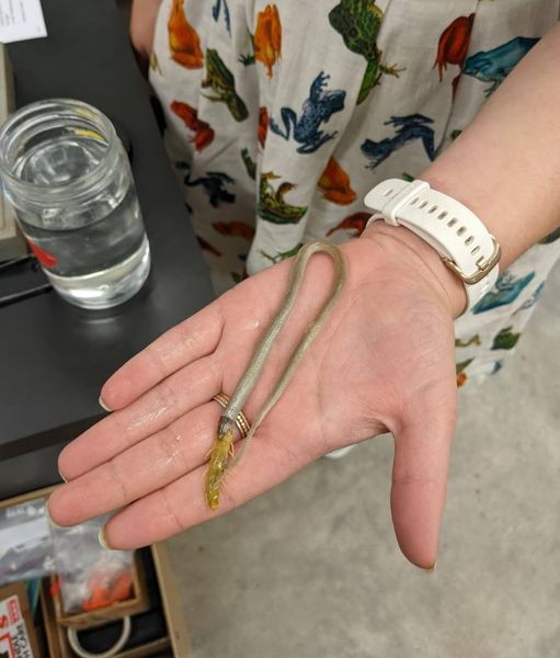 змея, венценосная змея